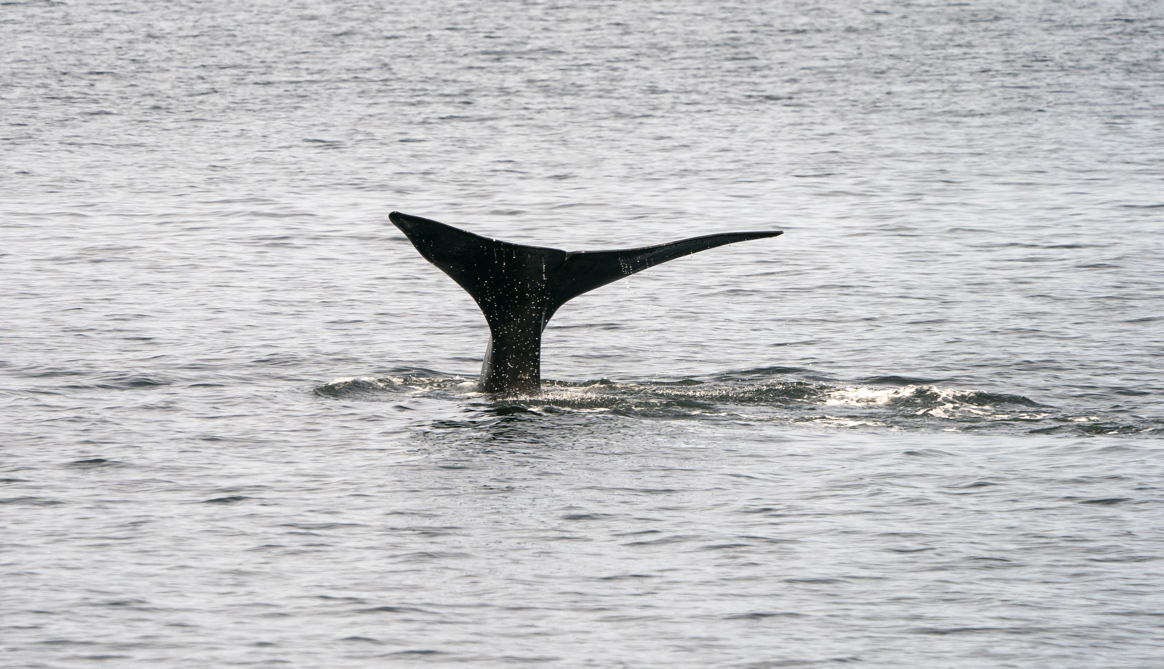 Une baleine noire de l’Atlantique Nord nage dans les eaux de la baie du Cap Cod le 14 avril 2019 près de Provincetown, dans le Massachusetts. La baleine noire de l’Atlantique Nord est l’une des grandes espèces de baleines les plus menacées au monde.  Don Emmert / AFP