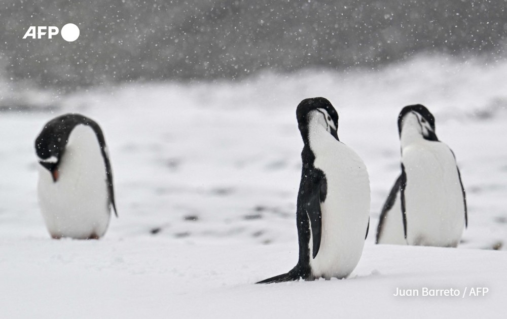 AFP picture by Juan Barreto - Deception Islands, Antartica - Penguins 2024