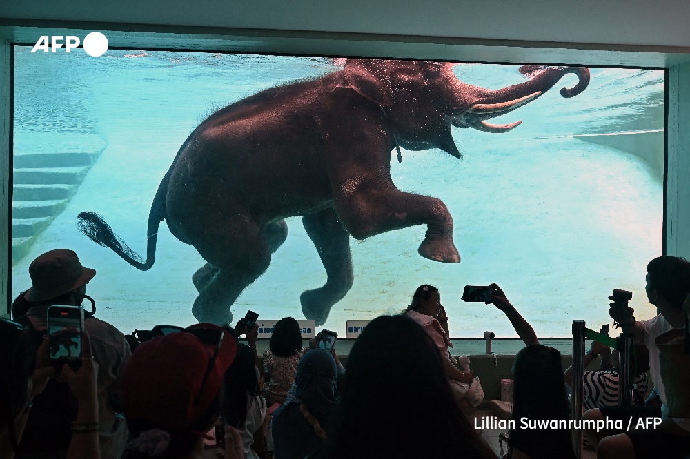 A captive elephant in Khao Kheow Open Zoo in Chonburi province, Lillian SUWANRUMPHA / AFP