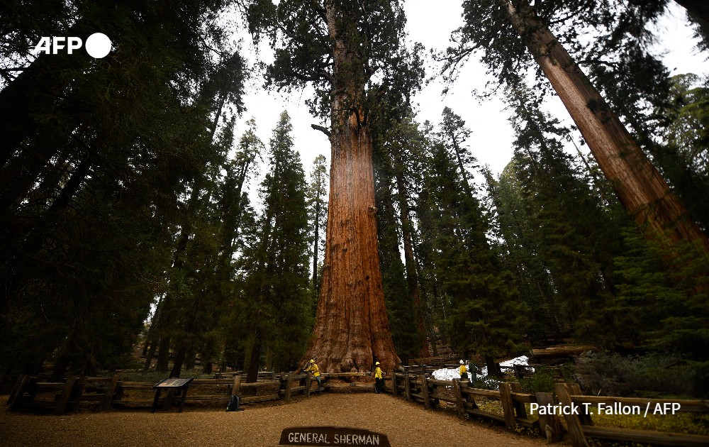 The General Sherman giant sequoia tree stands in the Giant Forest, in Three Rivers, USA